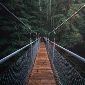 Wood and Cable Bridge in Forest
